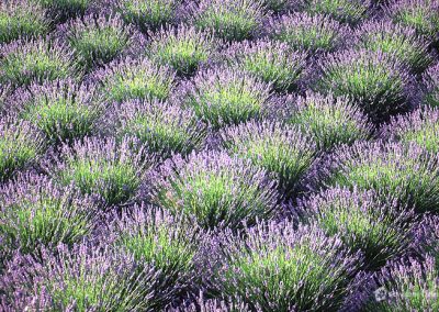 Hvar Town - Lavender fields