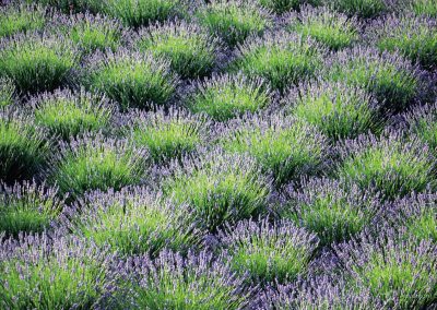 Lavender fields on the island of Hvar